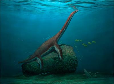 Exquisite skeletons of a new transitional plesiosaur fill gap in the evolutionary history of plesiosauroids